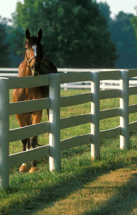 equestrian-fencing